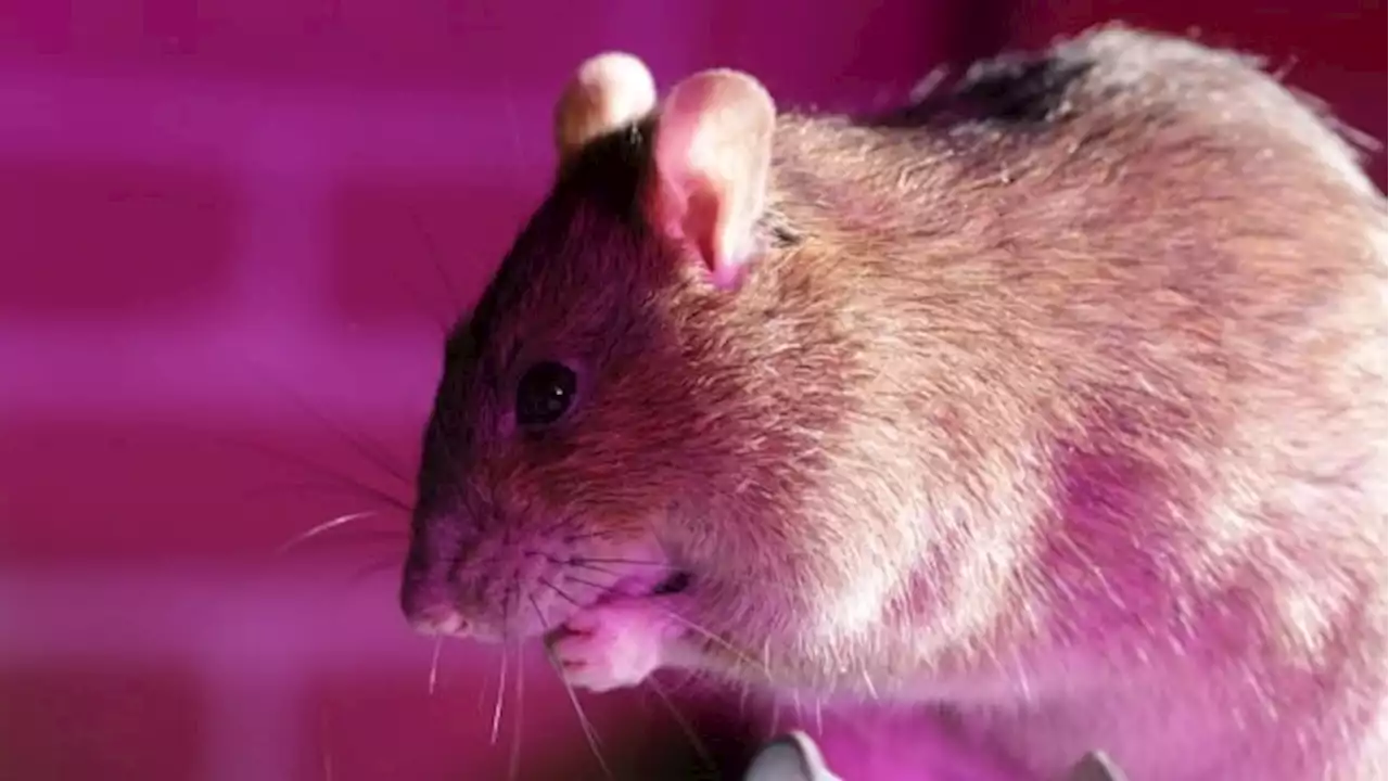 6 myths about rats, one of the most widespread creatures on Earth