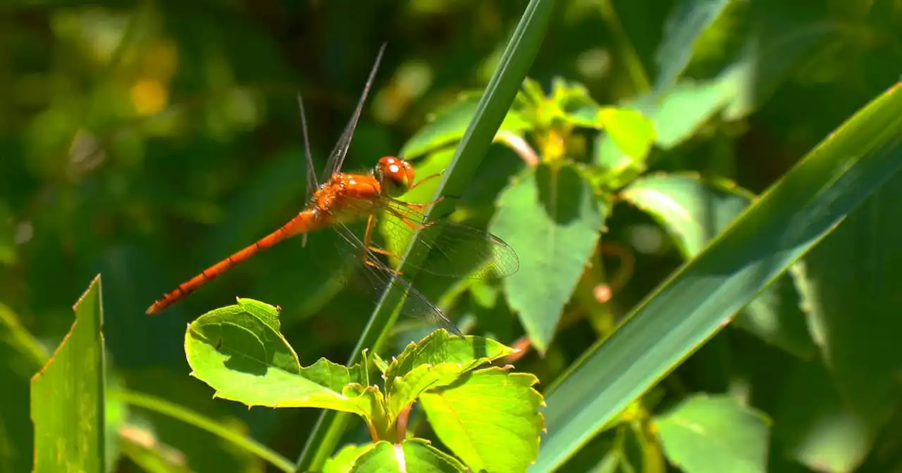 Outdoors column: Asters and meadowhawks abound in autumn