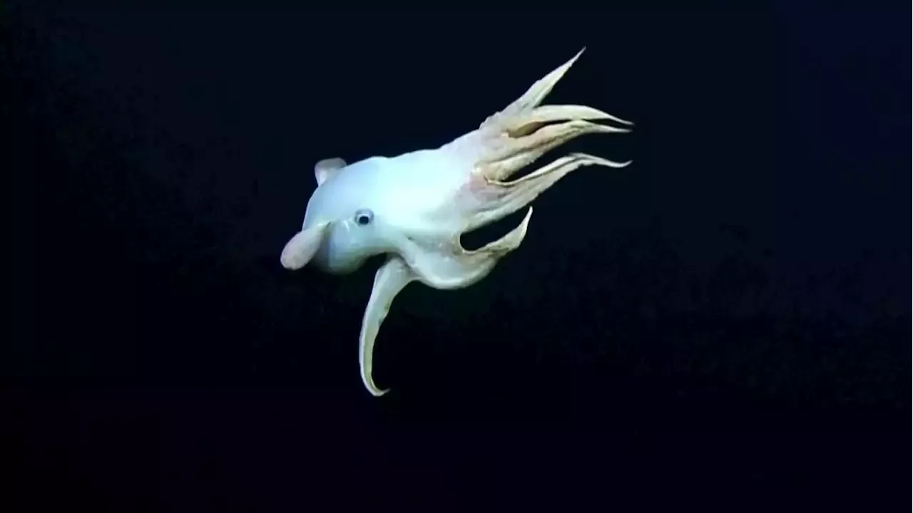 Ghostly and rare 'Dumbo' octopus spotted off the coast of Hawaii