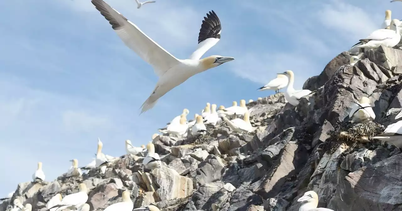 Landmark nature report warns one in nine Scots species at risk of extinction