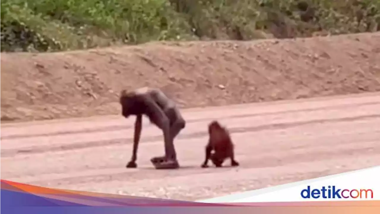 BKSDA Kaltim Ungkap Kondisi Orang Utan Kurus di Area Tambang Kaltim