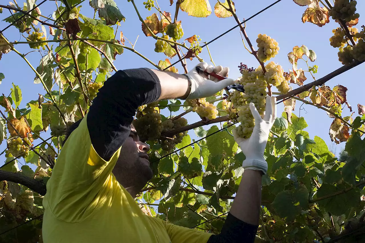 Rías Baixas concentra el 60% del valor de producción de las cinco DO gallegas