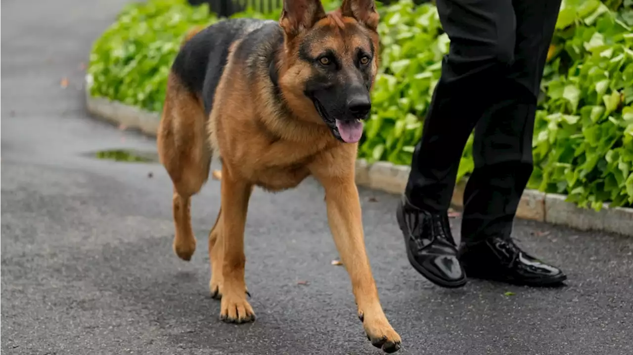 Biden's dog bites another Secret Service employee at the White House