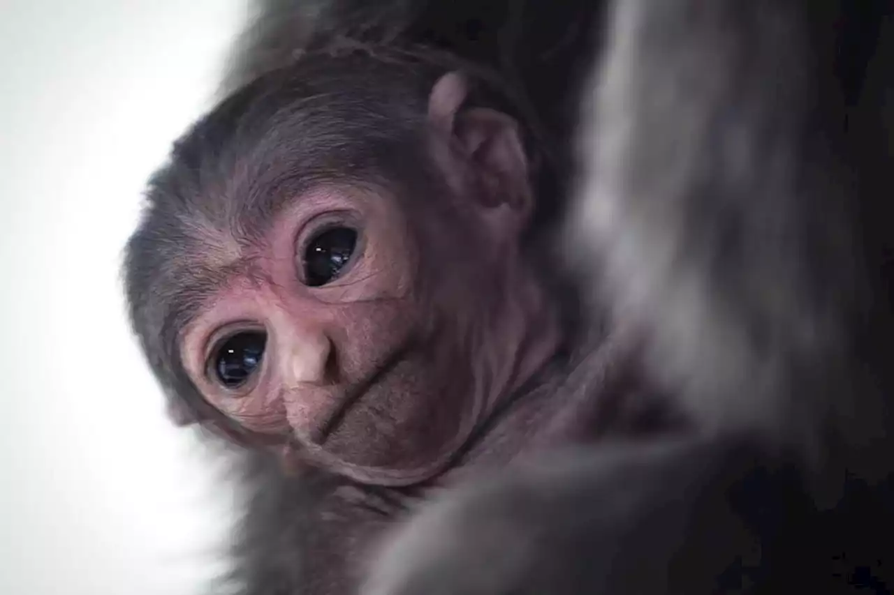 Extremely rare silvery gibbon born at Isle of Man wildlife park