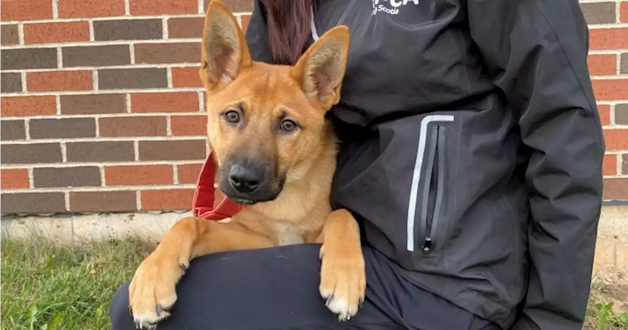 Dogs find new home in Nova Scotia after fleeing devastating N.W.T wildfires