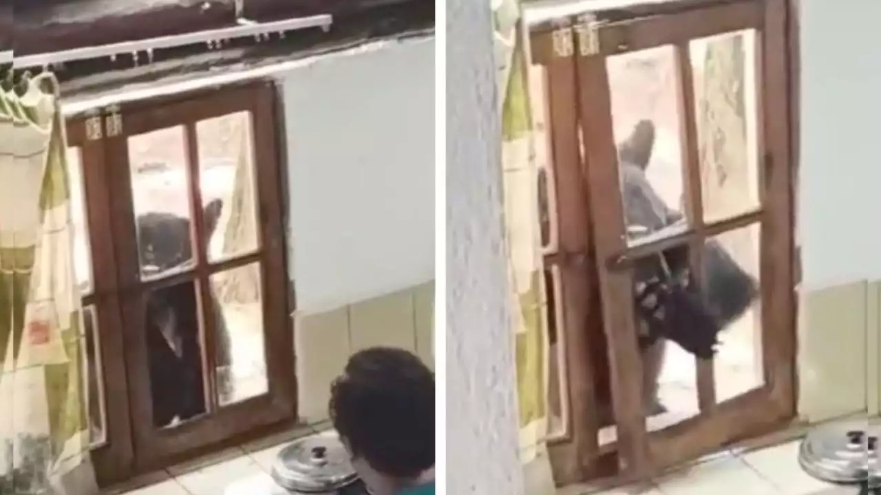 VIDEO: oso aterra a una familia al entrar por la ventana de una cabaña en Nuevo León