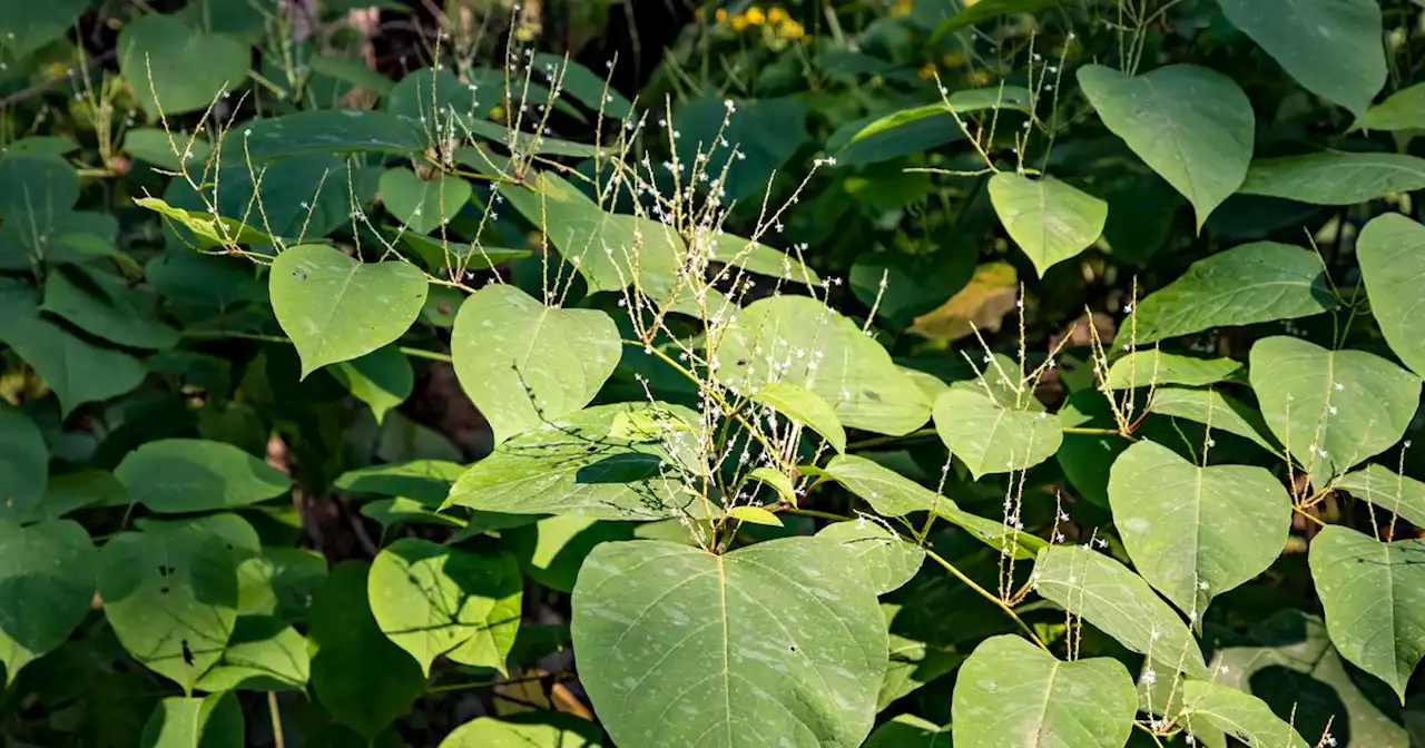 Revealed: UK's Biggest Japanese Knotweed Hotspots