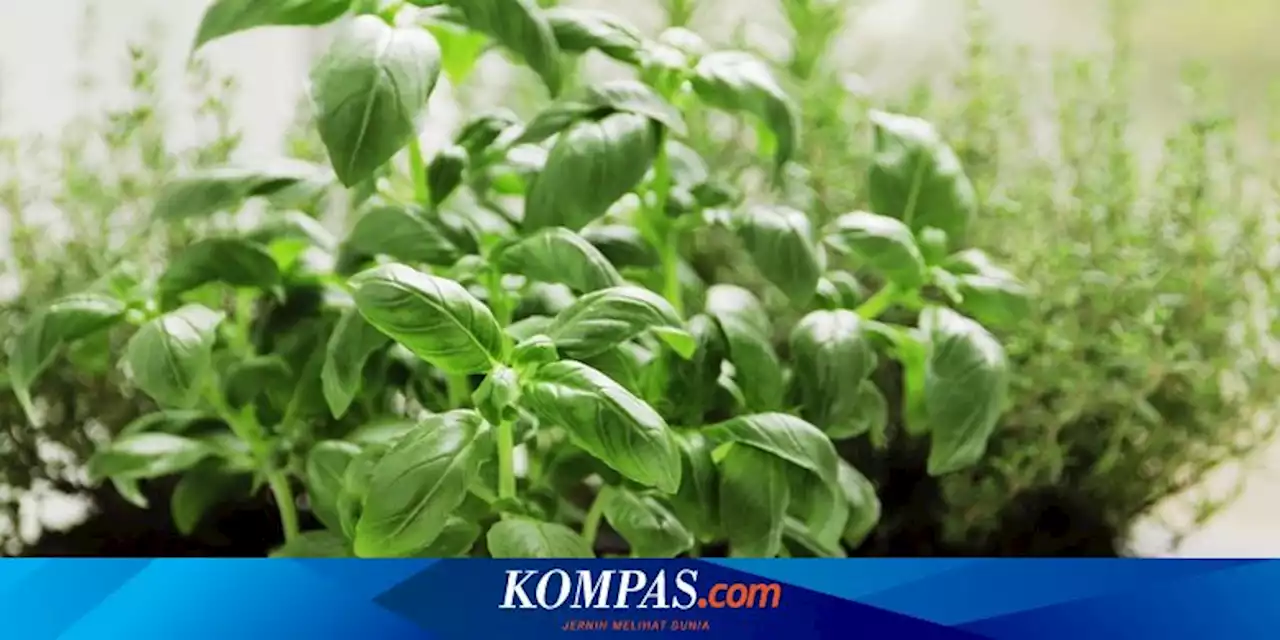 Cara Menanam Kemangi di Pot, Bisa Dipanen Berulang Kali