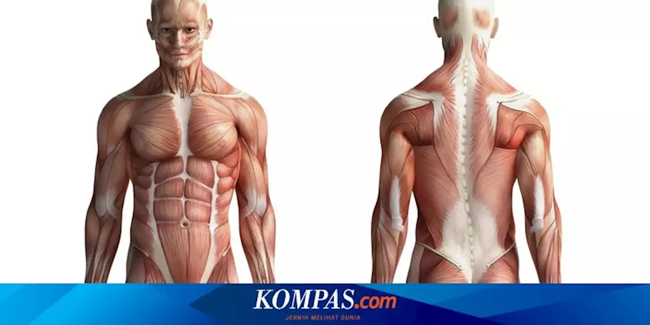 Mengenal Sistem Otot Manusia, Berikut Pengertian, Jenis, dan Fungsinya