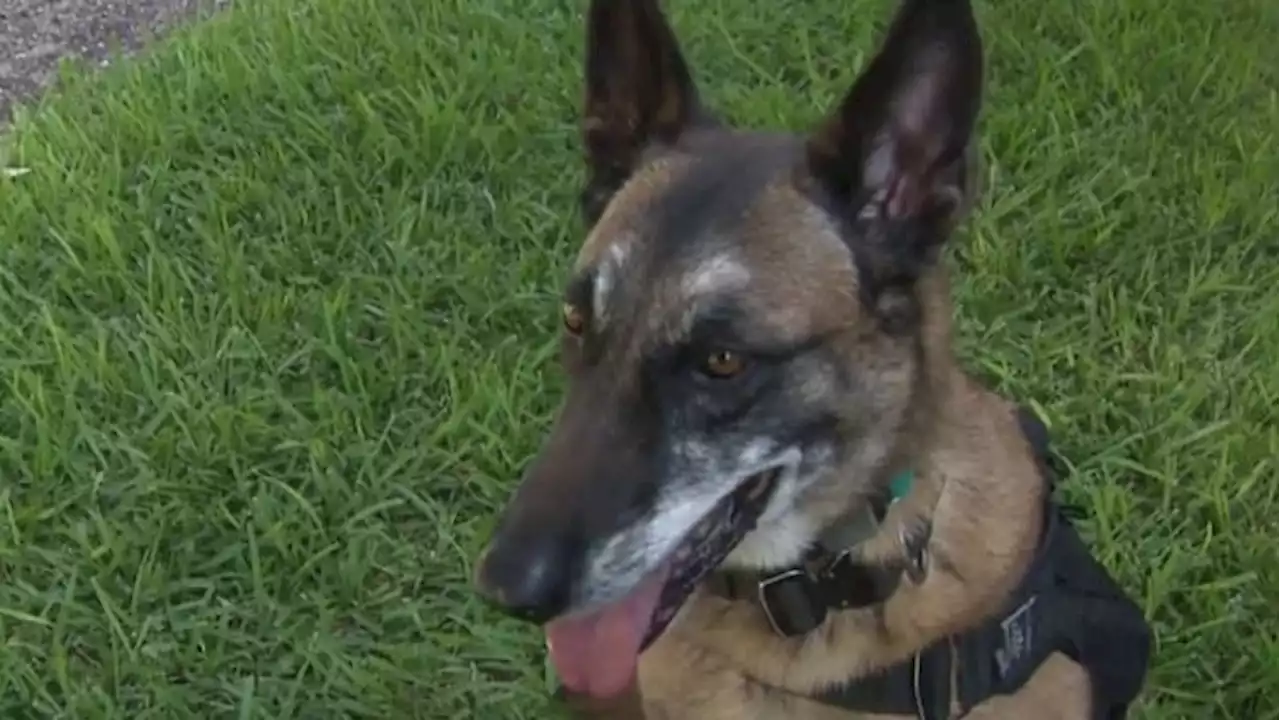 Service dogs honored for their hard work during National Service Dog Month