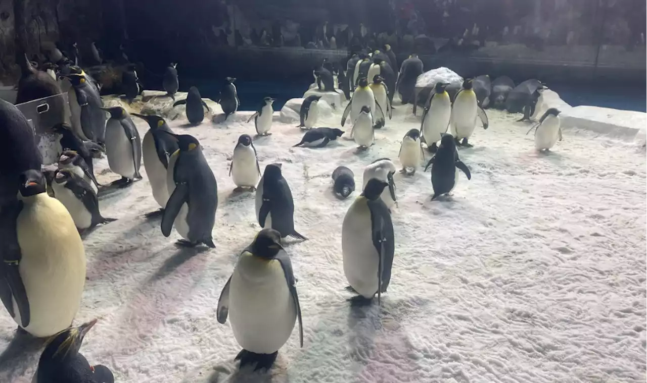 Rock Day kicks off penguins' breeding season at SeaWorld San Diego -