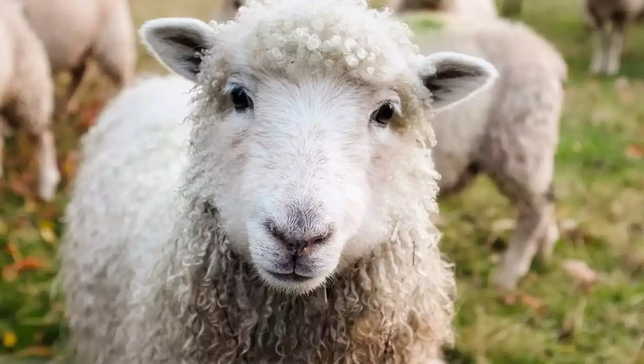 'Ils sautaient plus haut que les chèvres' : des moutons affamés dévorent plus de 270kg de cannabis