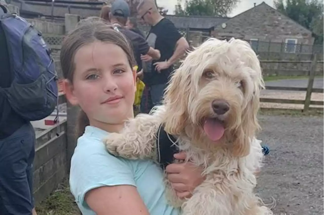 Buddy the cavapoo steals limelight at dog show hosted for Rosemere Cancer Foundation