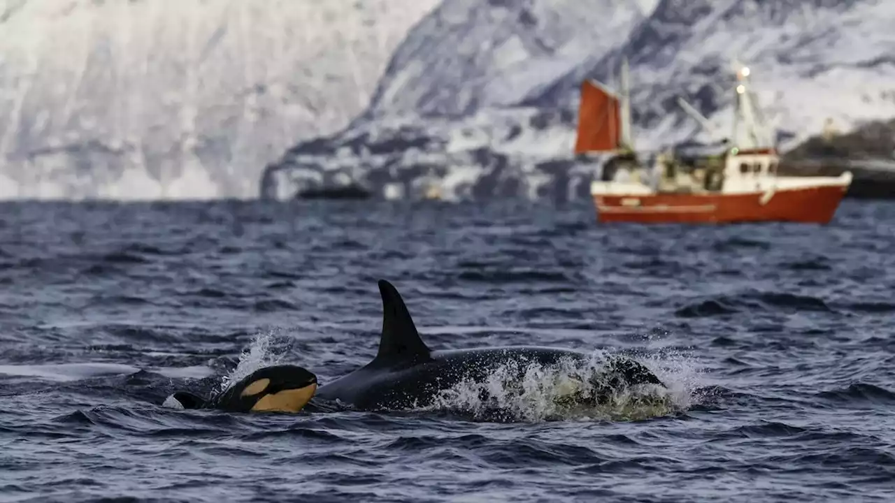 Opportunistic orcas have developed a new feeding behavior that appears to be killing them