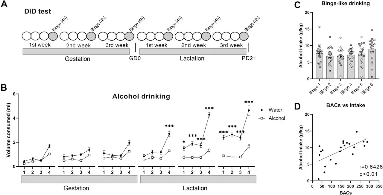 Experimental study proposes therapy to correct memory deficit caused by fetal alcohol spectrum disorders