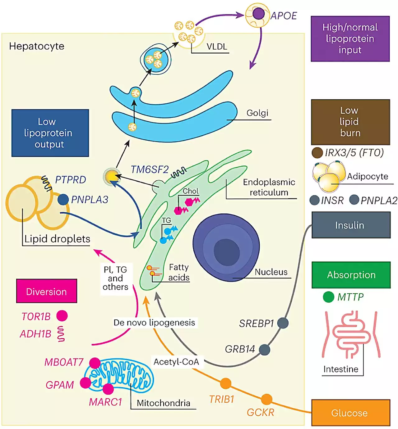 Genetic variation with MASLD reveals subtypes and potential therapeutic avenues