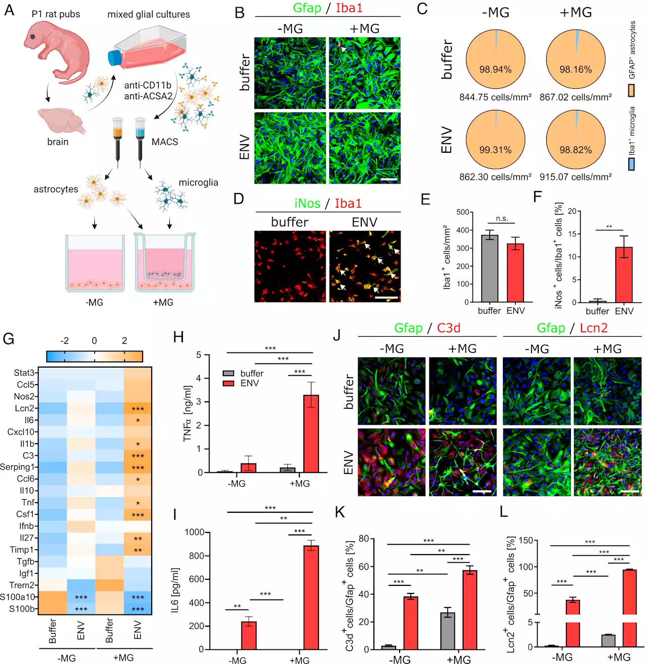 Study substantiates the neuropathogenic role of the HERV-W protein in multiple sclerosis