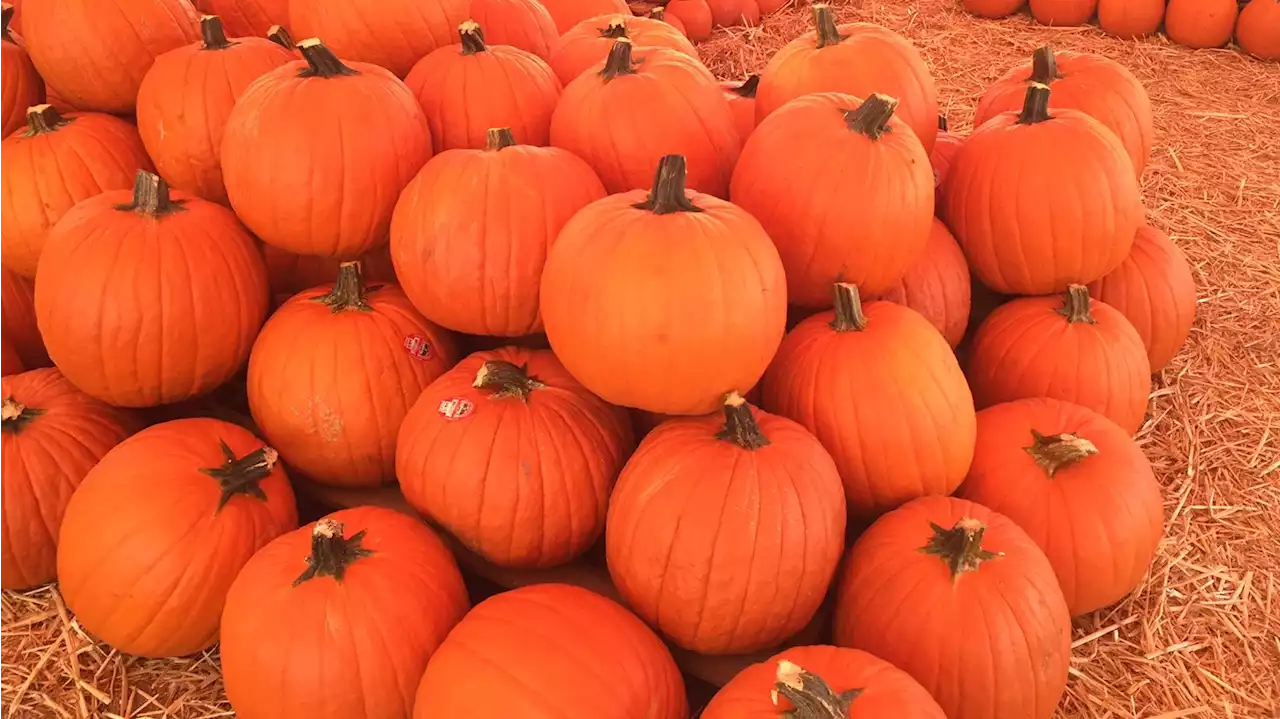 Mr. Jack O'Lantern's, those playful pumpkin-packed places, are rolling into town