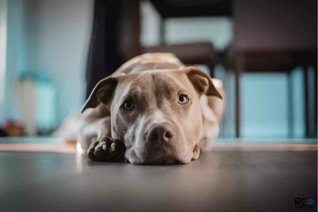 Dog's reaction after learning his mom adopted him breaks internet's heart