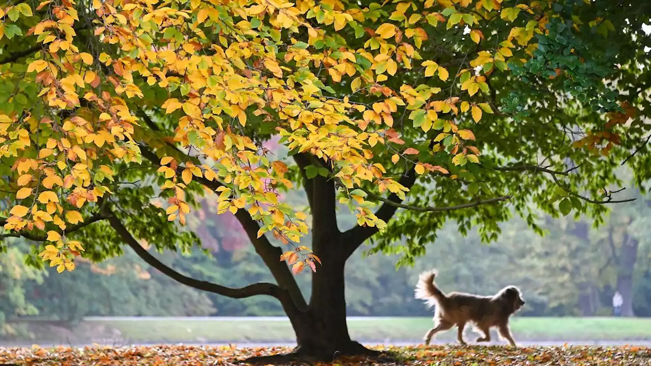 Erst Sonne, dann Regen - warmes Herbstwetter erwartet