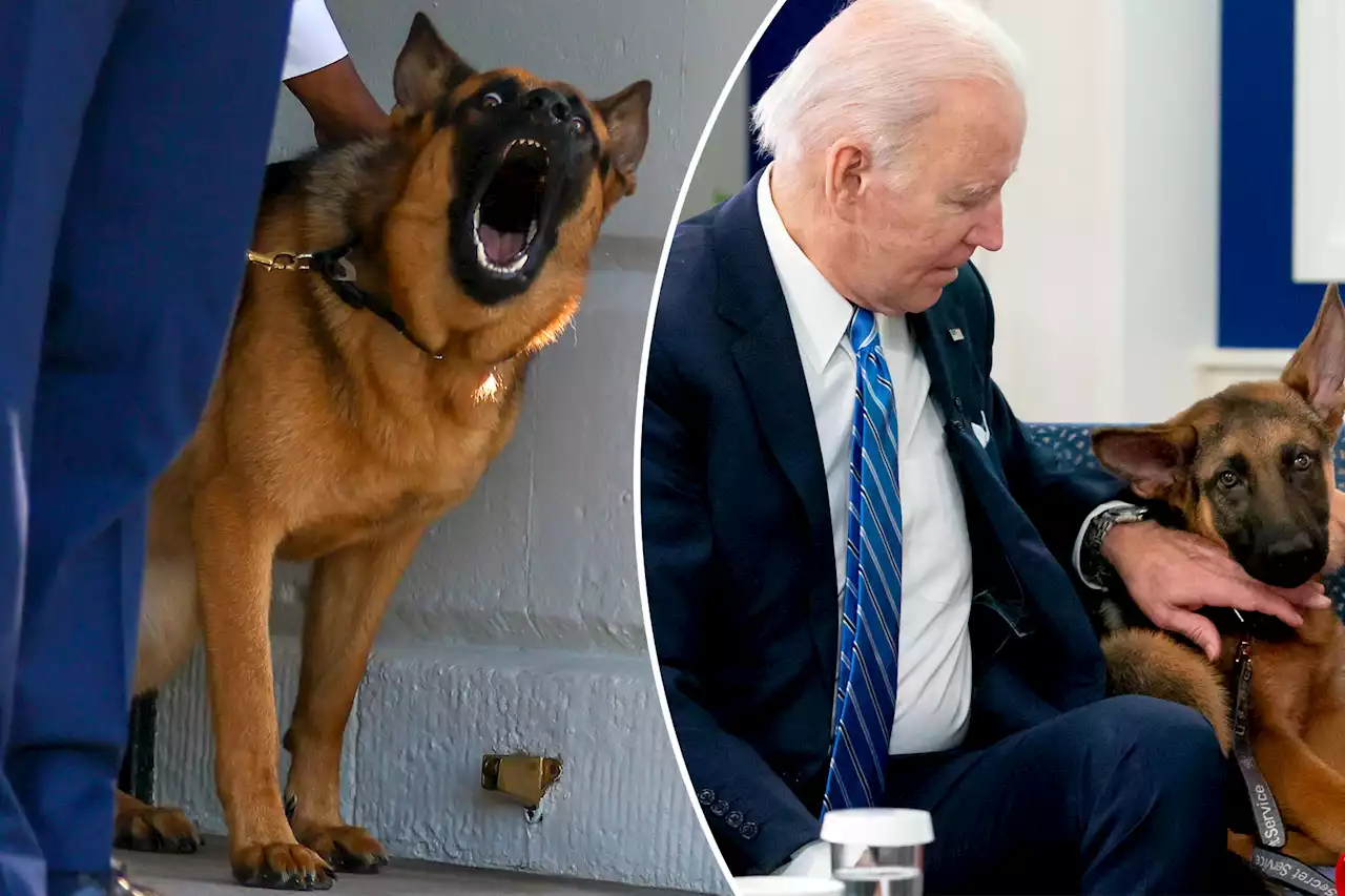 Biden’s dog Commander bites Secret Service agent again — marking 11th attack by first dog