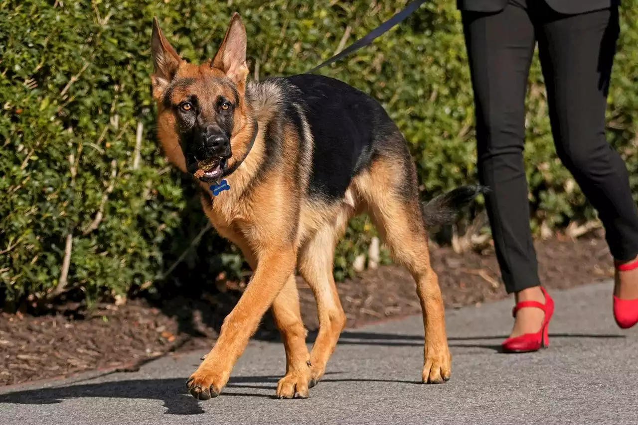 Joe Biden’s dog bites a Secret Service employee