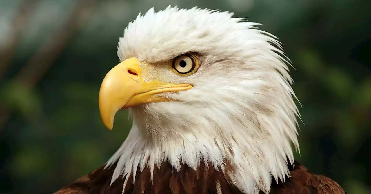 Photographers Thrilled as Bald Eagles Make a Comeback on Long Island