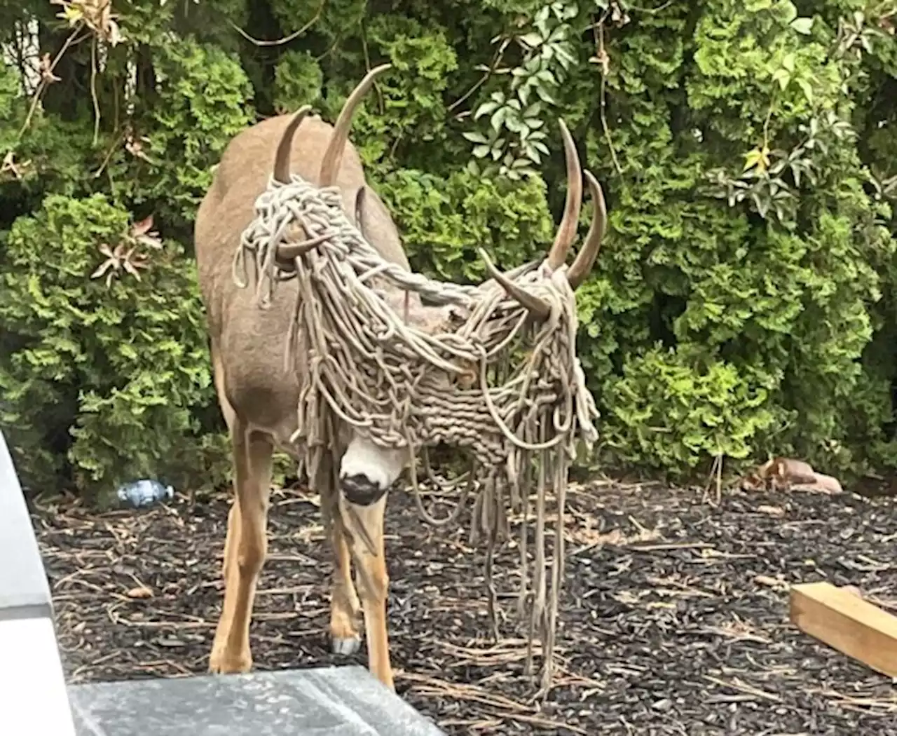 Deer spotted in West Kelowna yard with hammock wrapped around antlers