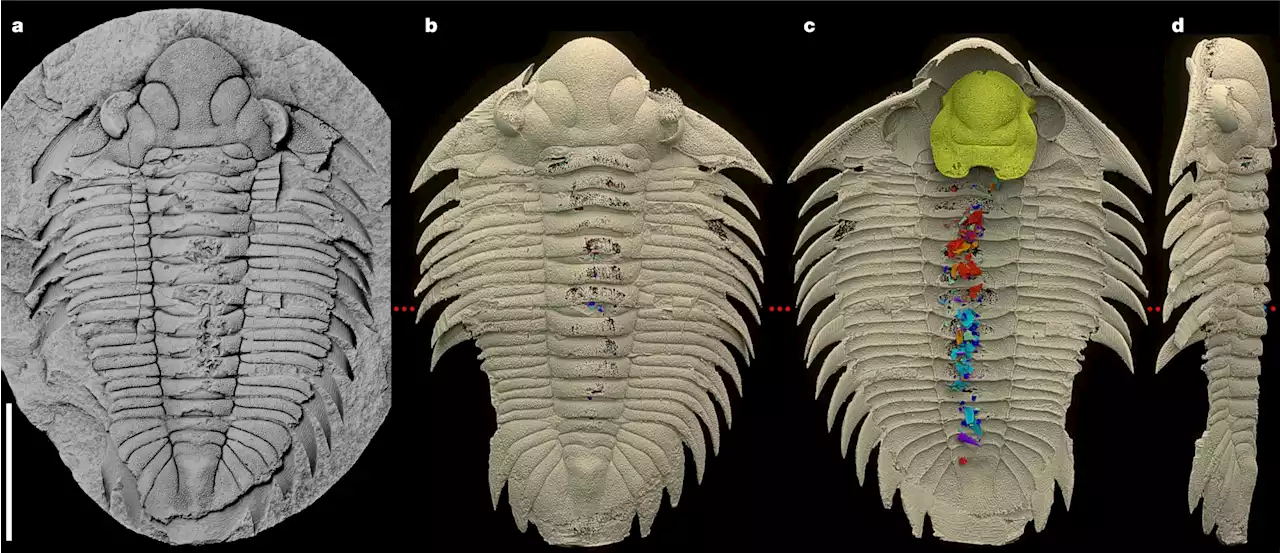 Advanced imaging reveals the last bite of a 465-million-year-old trilobite