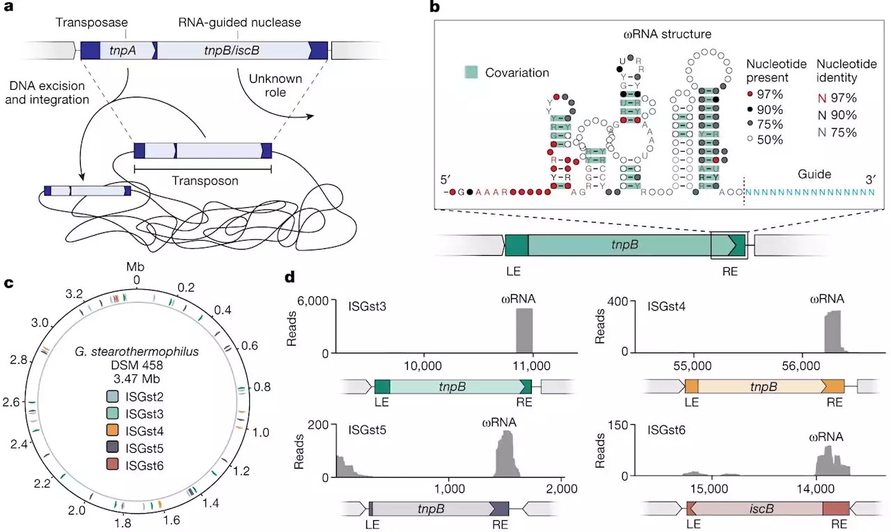 Examining the genesis of CRISPR's molecular scissors