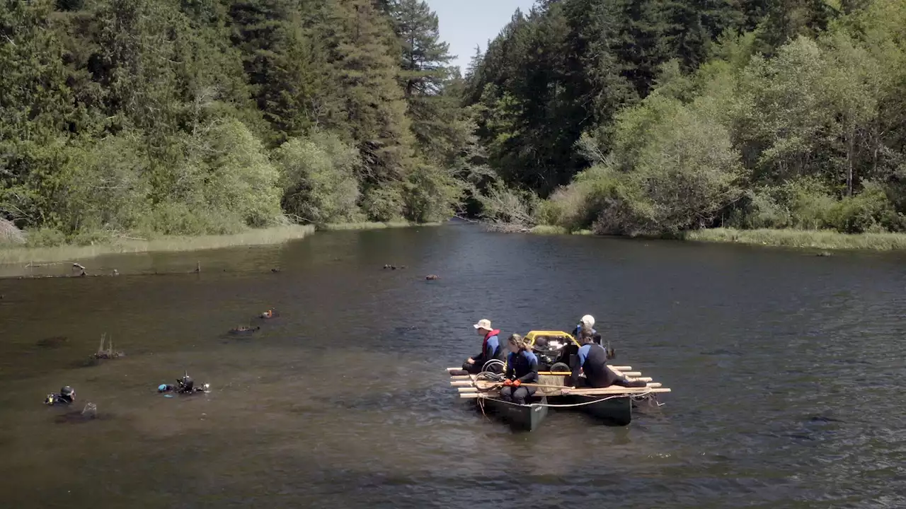 Tree rings reveal a new kind of earthquake threat to the Pacific Northwest