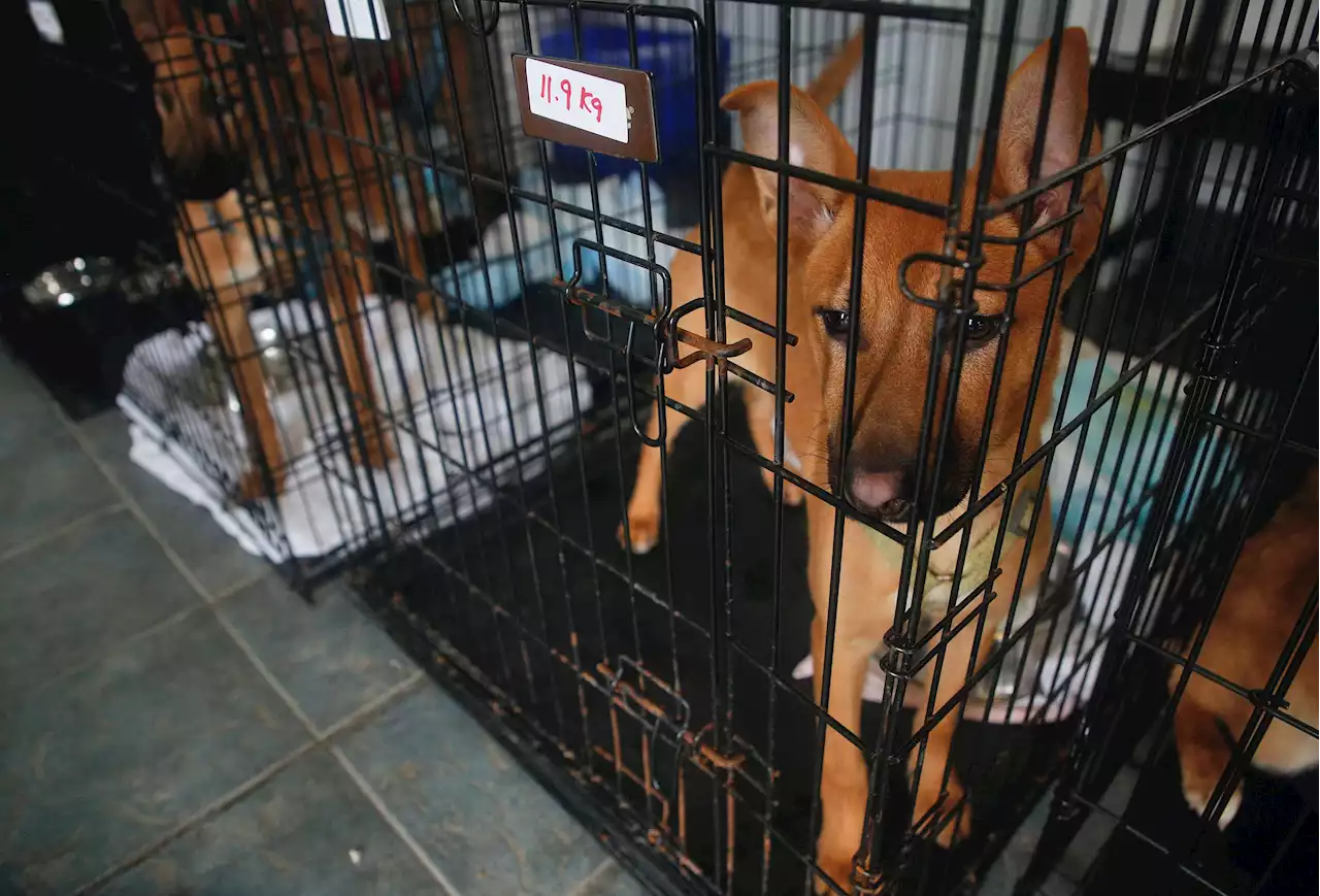 Nova Scotia SPCA takes in 16 dogs evacuated from N.W.T. due to wildfires