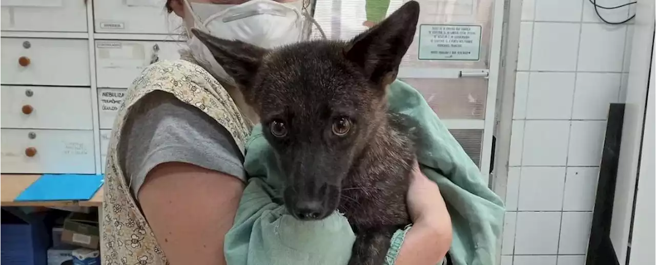 Curious Canine in Brazil Turns Out to Be a First-of-Its-Kind Hybrid