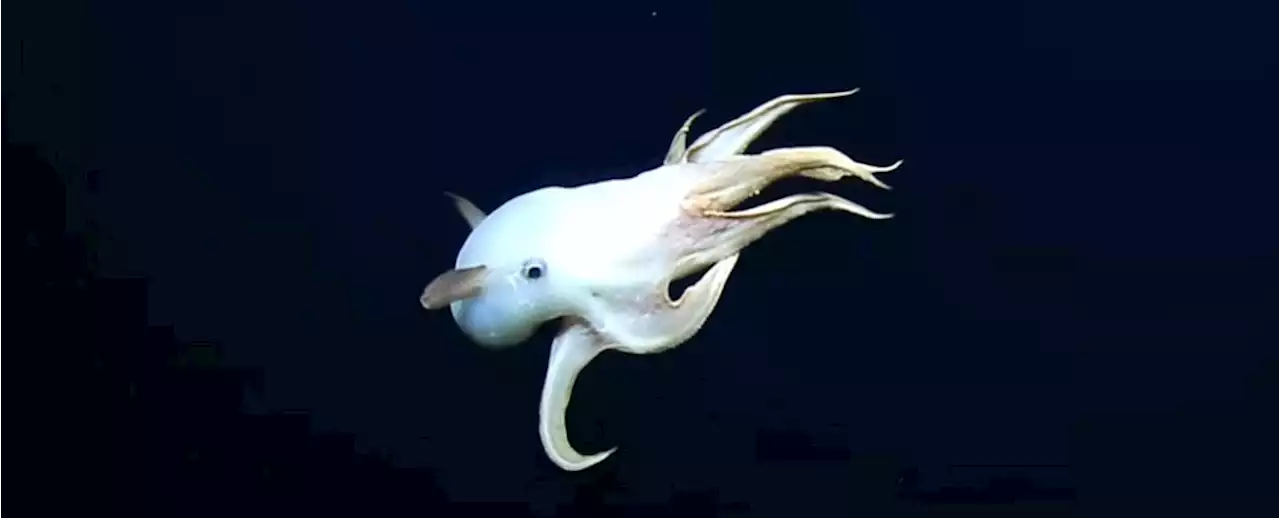 Ghostly Footage of a Dumbo Octopus Captured 8,000 Feet Below The Ocean