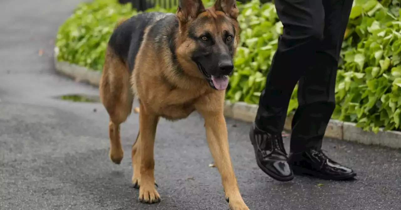 El perro del presidente Joe Biden muerde a otro agente del Servicio Secreto