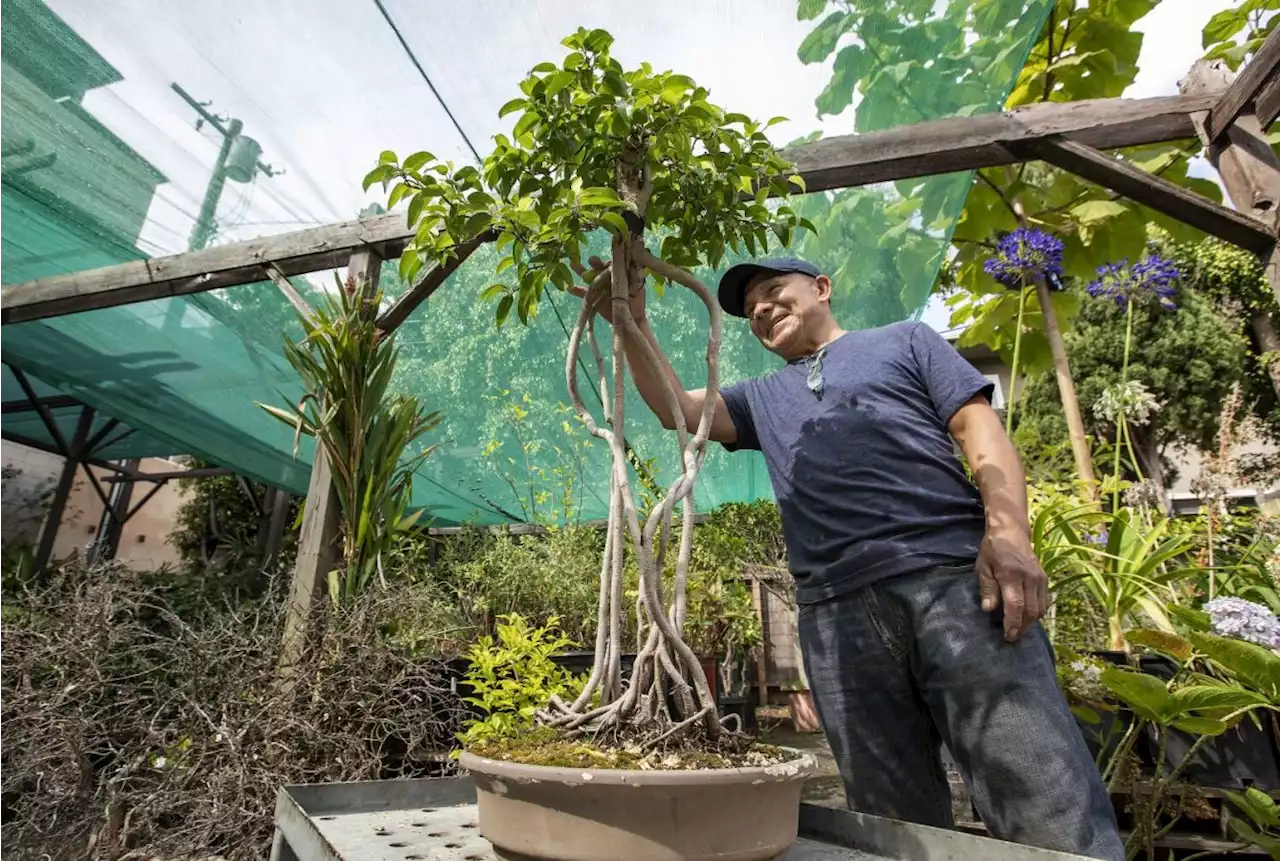 Meet the cook caring for a historic bonsai collection