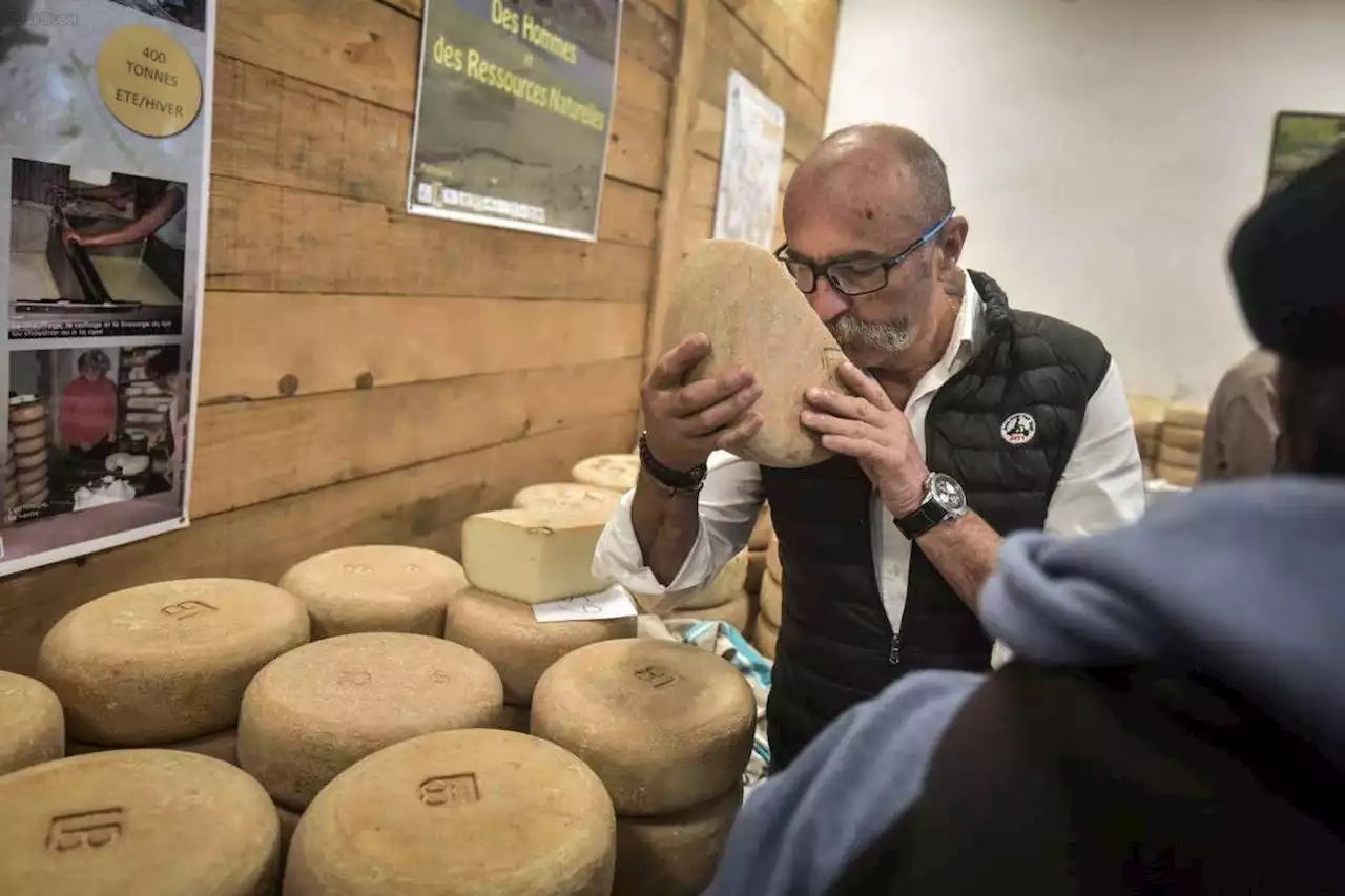 Béarn : personne ne manquera de fromage à la Foire de Laruns, ce week-end