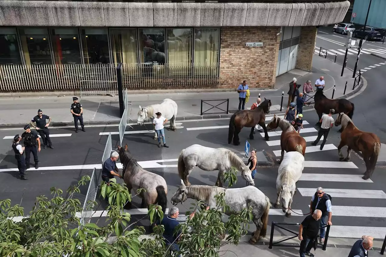 Pour protester, ils se rendent à la préfecture de Gironde avec leurs ânes et leurs chevaux