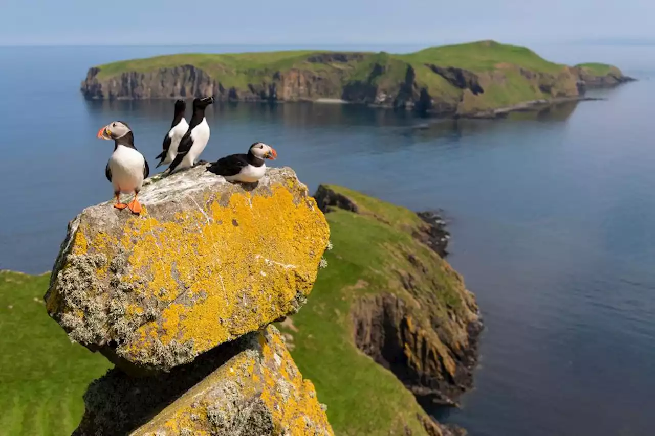 One in nine species in Scotland threatened with national extinction, report finds