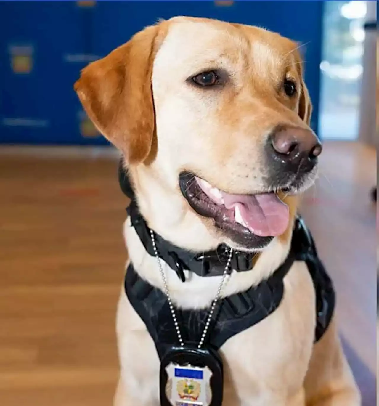 New police dog will sniff out hidden digital storage devices