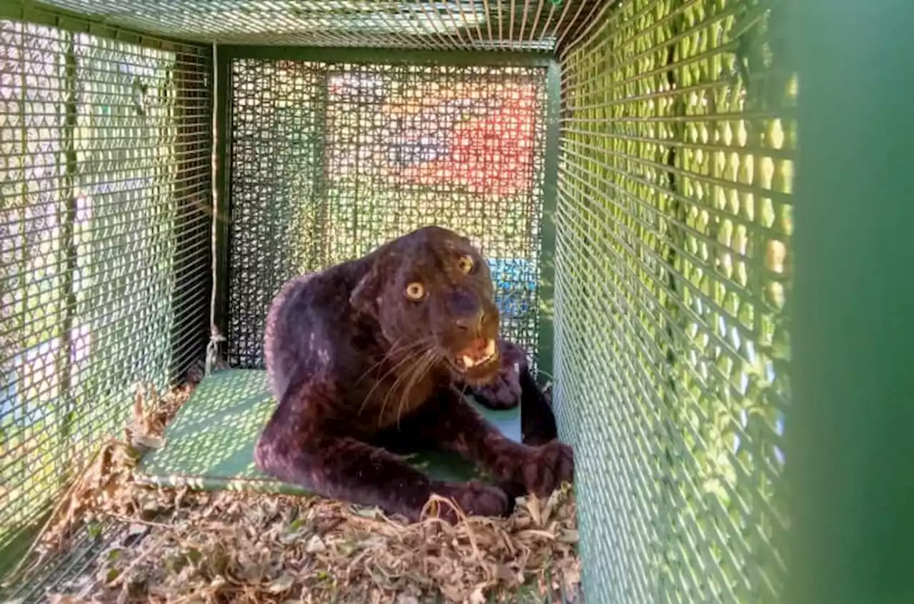 Seekor lagi harimau kumbang berjaya ditangkap di Kampung Beting Ulu