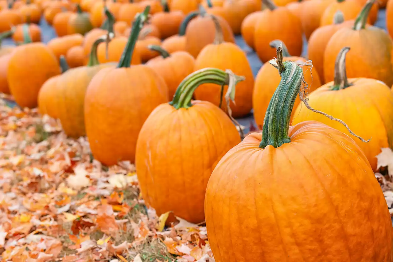 Pick Your Own Pumpkins at These Farms Near DC