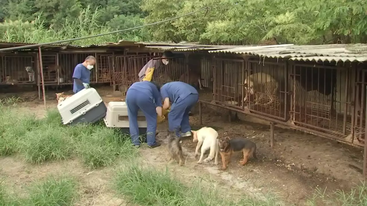 도견장서 구출된 개로 보호소 포화...'새 가족 기다려요'