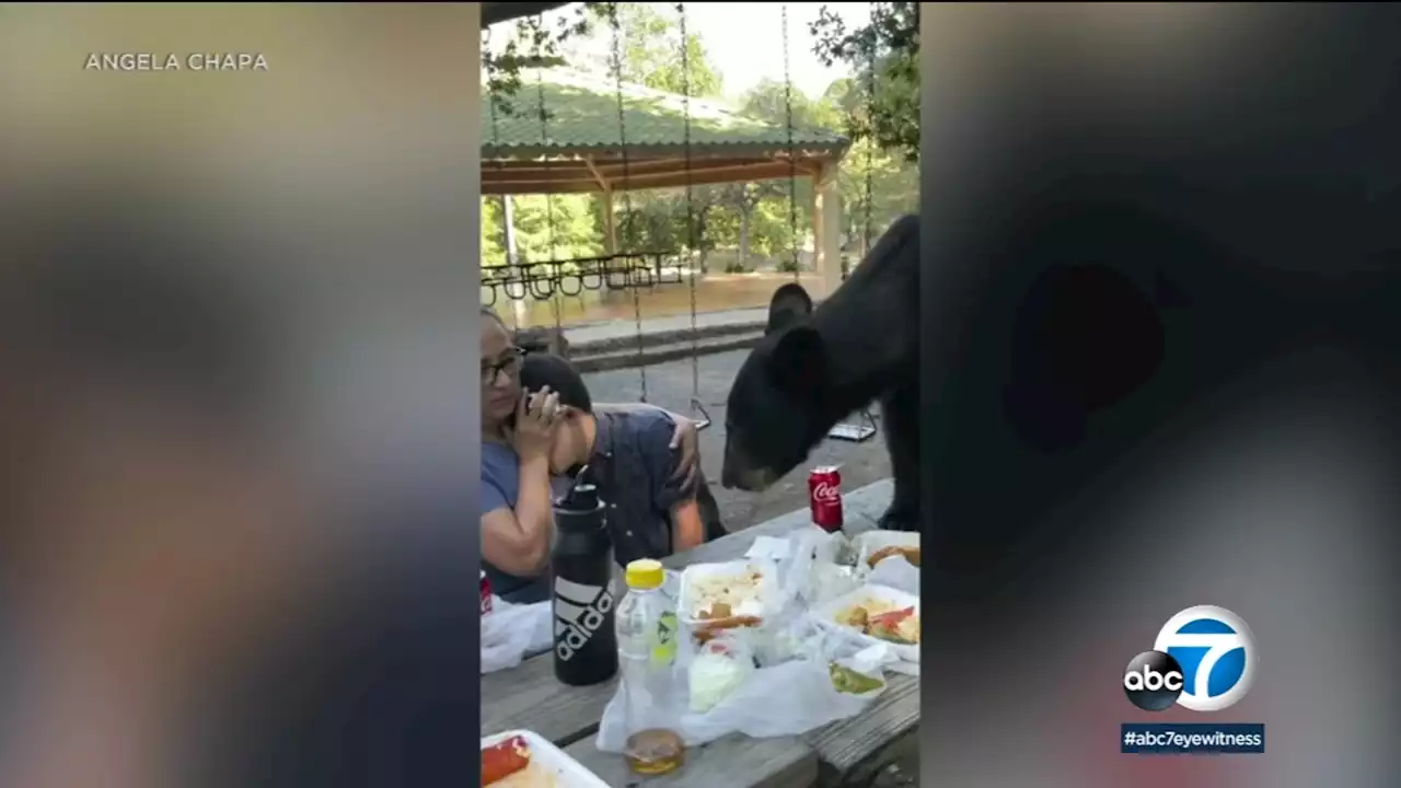 Bear crashes picnic: Mother shields son with Down syndrome as bear gulps down his birthday meal