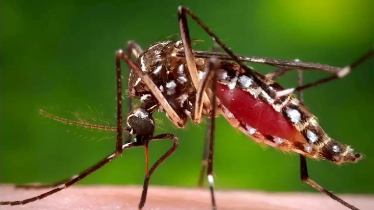 Perfect mosquito conditions trigger surge in dangerous viruses across northern WA