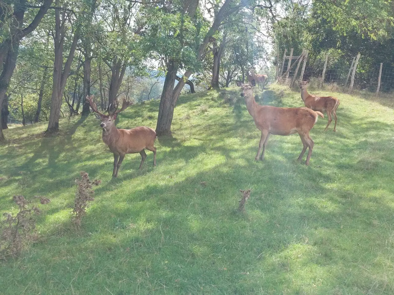 Brame du cerf : ces passionnés organisent des soirées d'écoute dans leur ferme