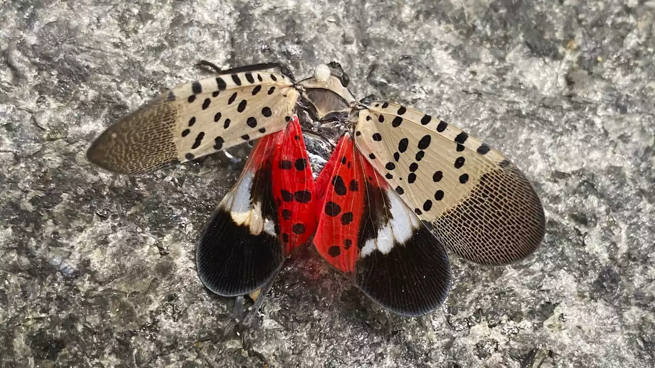 Spotted lanternfly has spread to Illinois, threatening to crops and trees