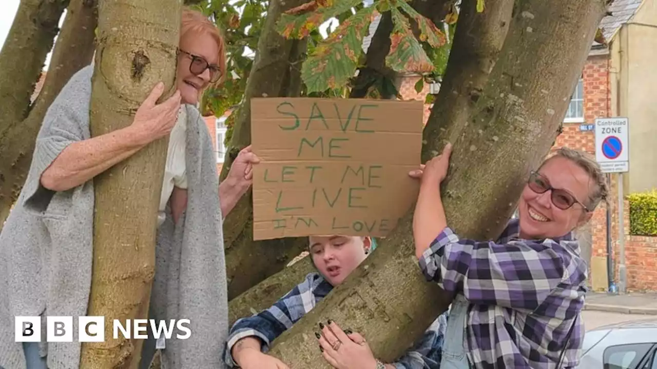 Protesters form human chain to save Newport Pagnell trees