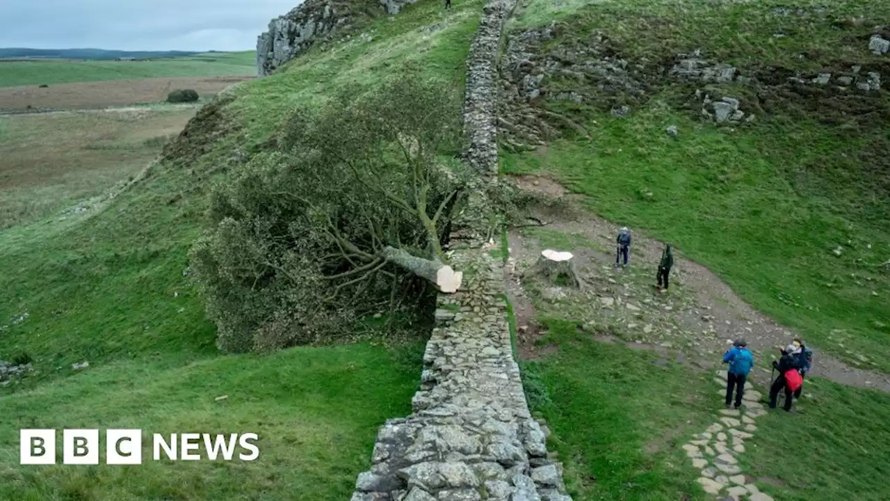 Sycamore Gap: Boy, 16, arrested after Hadrian's Wall tree felled