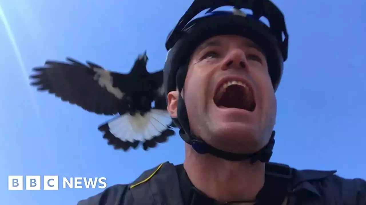 Magpie swooping: How polarising bird terrorises suburban Australia